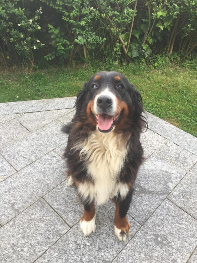 B&B Il Tempo Del Sogno Con Cani E Gatti Pet&Breakfast Baveno Kültér fotó