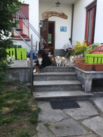 B&B Il Tempo Del Sogno Con Cani E Gatti Pet&Breakfast Baveno Kültér fotó