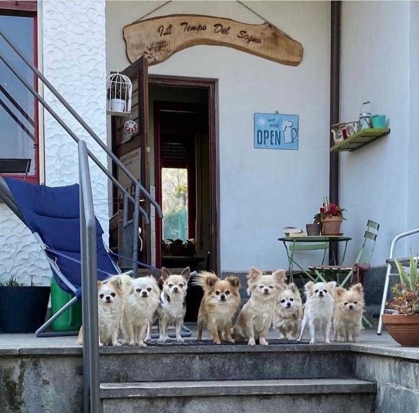 B&B Il Tempo Del Sogno Con Cani E Gatti Pet&Breakfast Baveno Kültér fotó